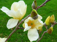 Light Yellow Yulan Flower seeds for Planting - Low Maintenance, Heirloom & GMO Free Seeds for Home Garden