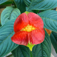 Heirloom Lips Flower seeds for Planting Seasonal Bloomer Heirloom & GMO Free Seeds for Home Garden