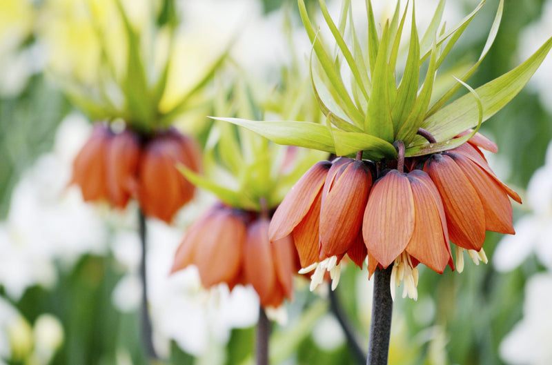 Crown Imperial Flower Seeds - Planting Seeds for Stunning Bell-Shaped Blooms