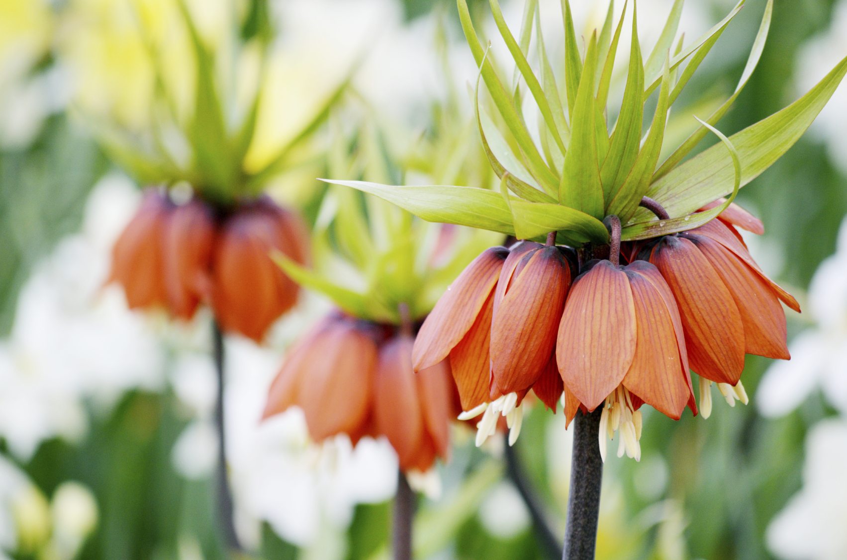 Crown Imperial Flower Seeds - Planting Seeds for Stunning Bell-Shaped Blooms