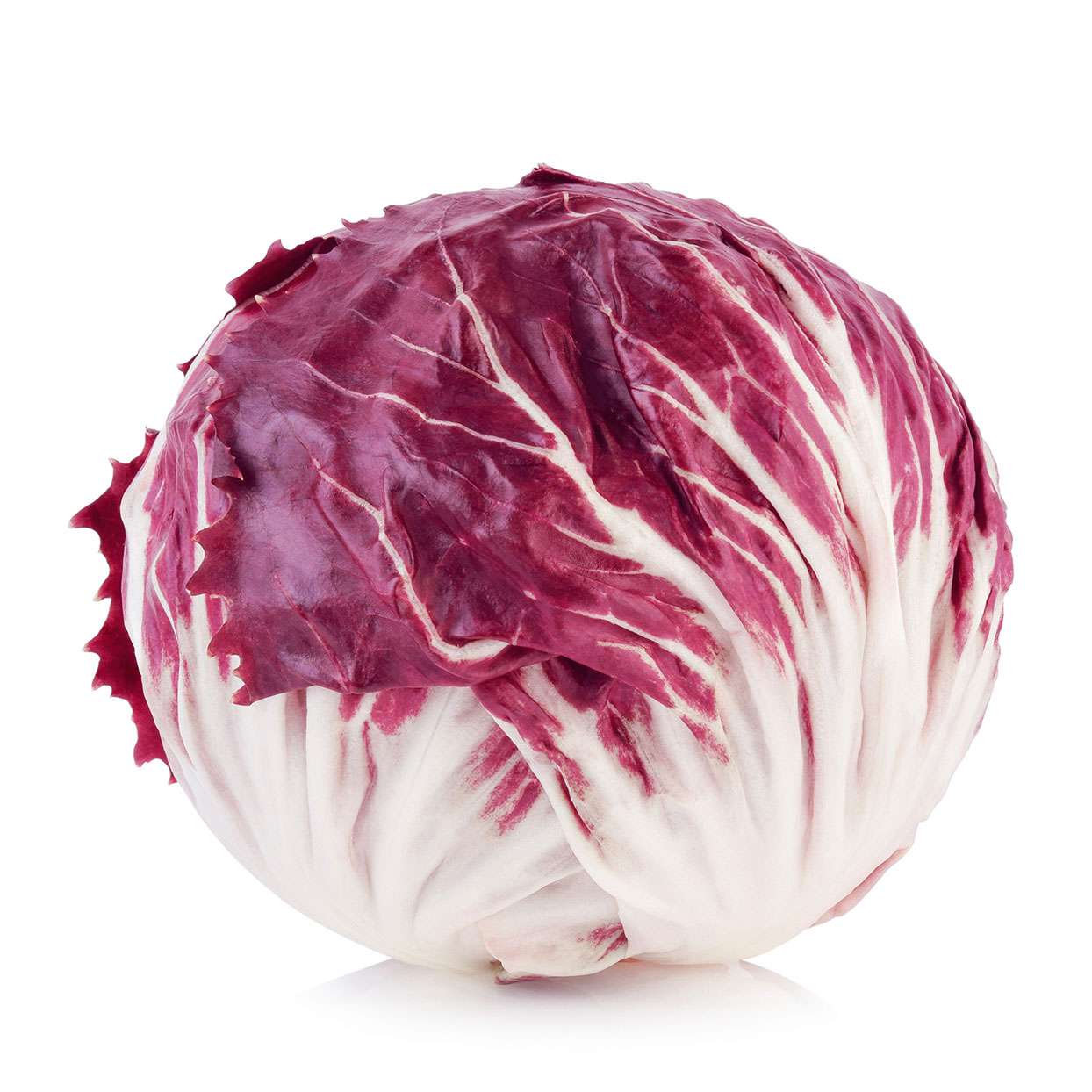 Crisp and colorful Radicchio leaves growing in garden