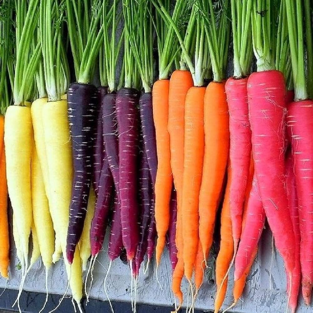 Healthy Rainbow Carrot seedlings ready for transplanting