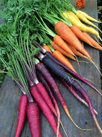 Rainbow Carrot seeds (Daucus carota) for salad garden and kitchen patch planting