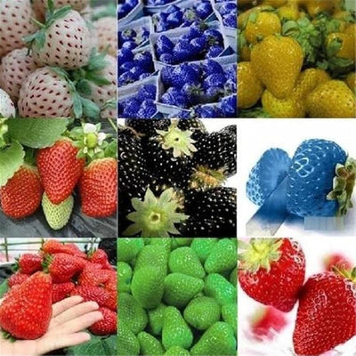 100 Pcs