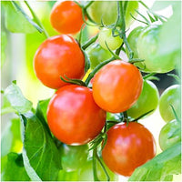 Cherry tomatoes growing in raised bed