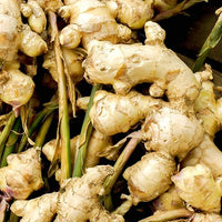 Ginger rhizomes growing in raised bed