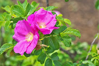 Pink Rugosa Flower seeds for Planting - Perfect for Borders, Heirloom & GMO Free Seeds for Home Garden