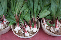 Ramp Wild Leek Allium tricoccum herb vegetable seeds for planting