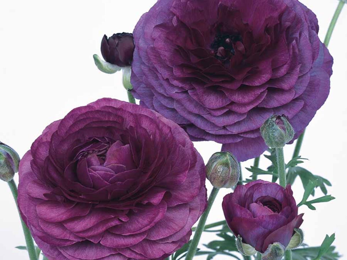 Violet Ranunculus Flower seeds for Planting Drought Tolerant Heirloom & GMO Free Seeds for Home Garden