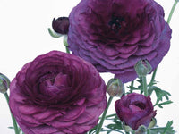 Violet Ranunculus Flower seeds for Planting Drought Tolerant Heirloom & GMO Free Seeds for Home Garden