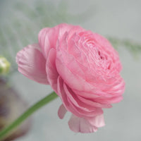 Light Pink Ranunculus Flower seeds for Planting - Pollinator Friendly, Heirloom & GMO Free Seeds for Home Garden