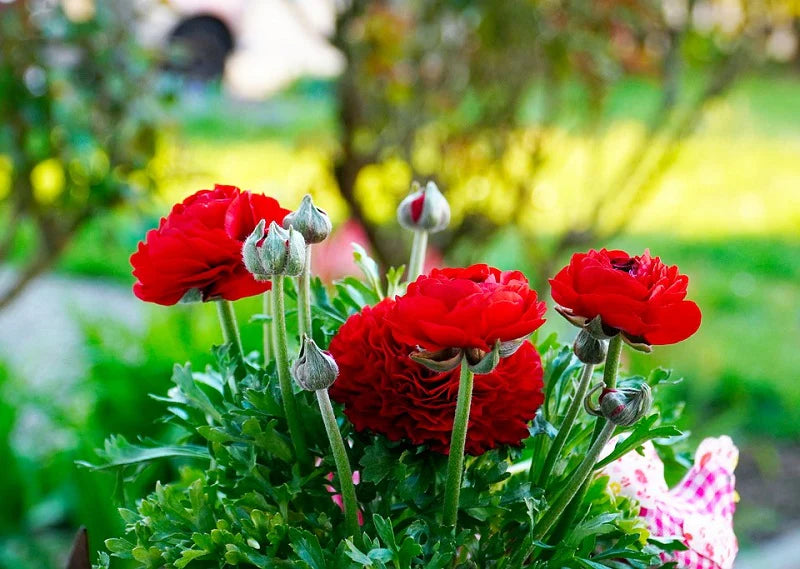 Red Ranunculus Flower seeds for Planting Perfect for Borders Heirloom & GMO Free Seeds for Home Garden