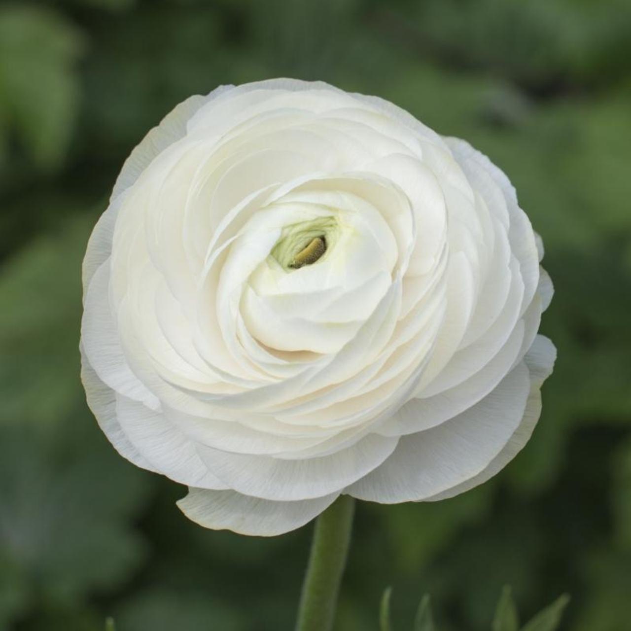 Ranunculus Asiaticus Flower seeds for Planting Vibrant Colors Heirloom & GMO Free Seeds for Home Garden 
 
 Sale