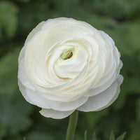 Ranunculus Asiaticus Flower seeds for Planting Vibrant Colors Heirloom & GMO Free Seeds for Home Garden 
 
 Sale