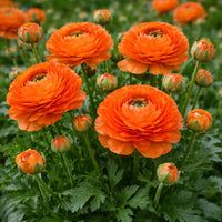 Persian Buttercup Flower seeds for Planting - Drought Tolerant, Heirloom & GMO Free Seeds for Home Garden