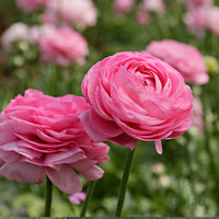 Ranunculus Baby Pink Flower seeds for Planting - Garden Favorite, Heirloom & GMO Free Seeds for Home Garden
