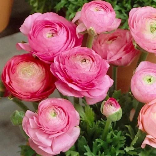 Ranunculus Flower seeds for Planting - Wildflower Mix, Heirloom & GMO Free Seeds for Home Garden