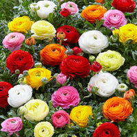 Ranunculus Asiaticus Flower Seeds for Rich, Layered Garden Blooms