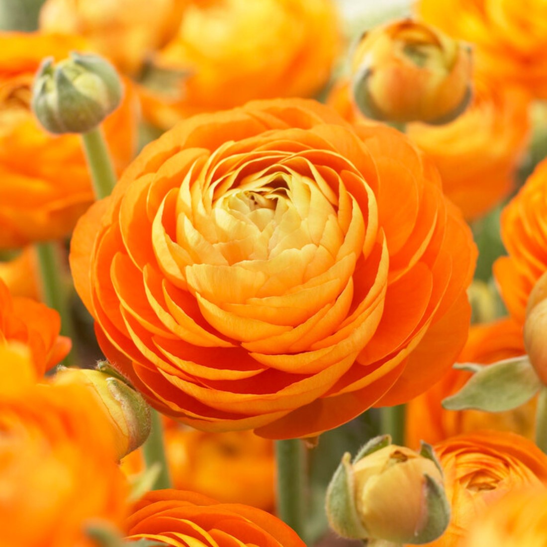 Orange Ranunculus Flower Seeds – Perfect for Borders Heirloom & NonGMO Seeds for Home Garden
 
 Sale