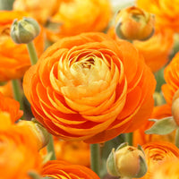 Orange Ranunculus Flower Seeds – Perfect for Borders Heirloom & NonGMO Seeds for Home Garden
 
 Sale