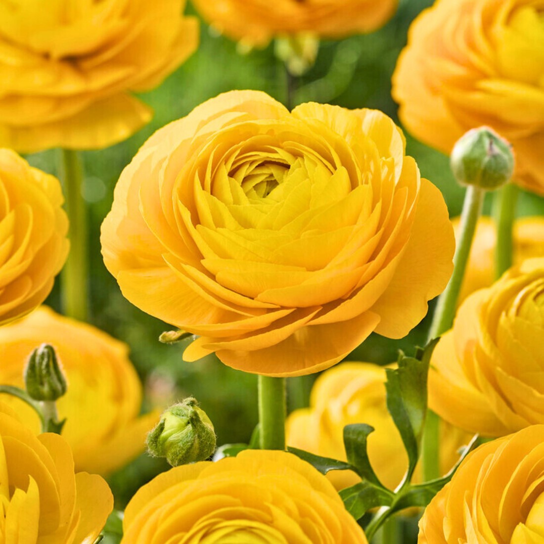 Yellow Ranunculus Flower Seeds for Garden Cottage Garden Essential Heirloom & GMO Free Seeds for Home Garden
 
 Sale