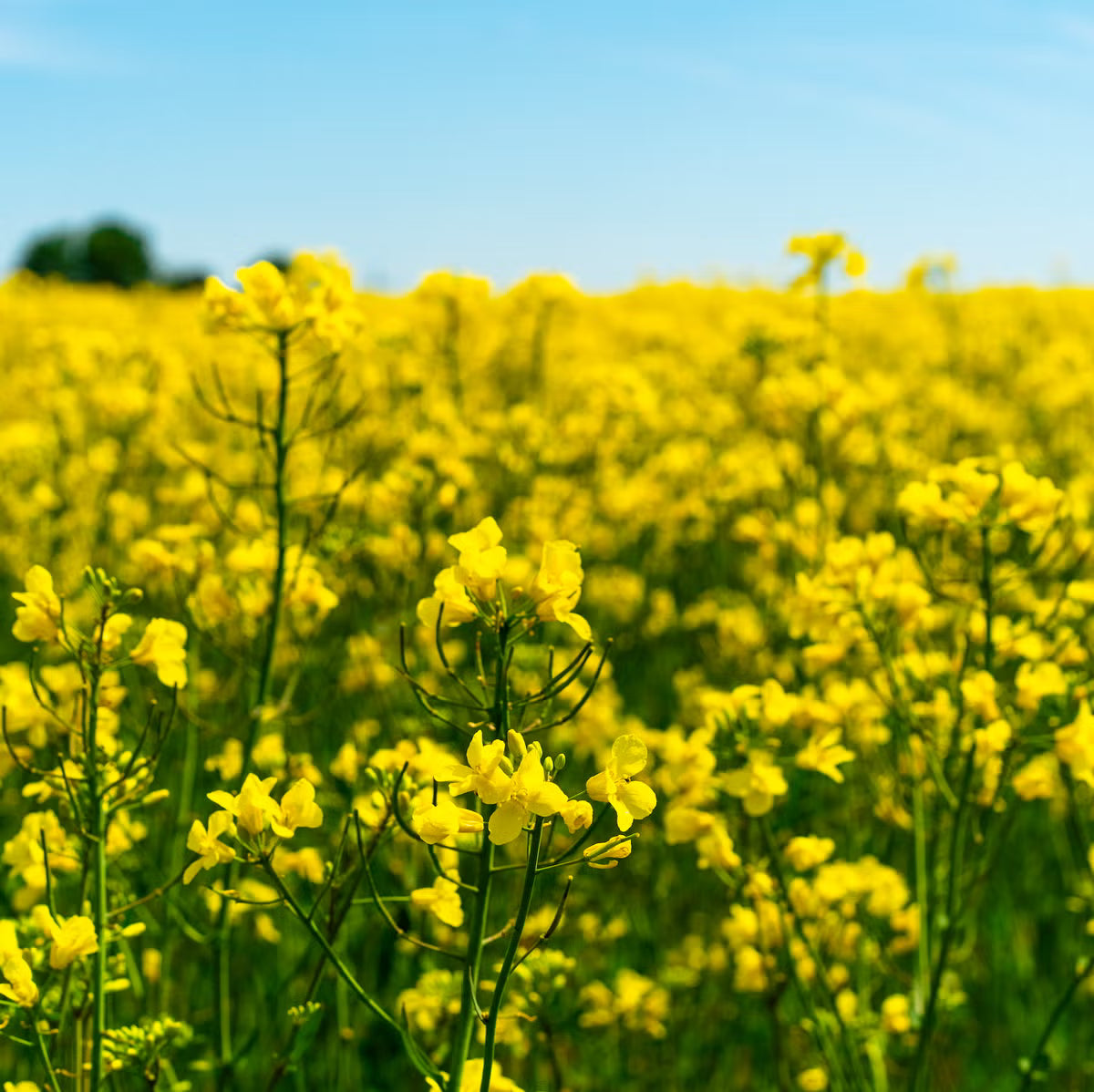 Yellow Rape Flower seeds for Planting - Fragrant Blossoms, Heirloom & GMO Free Seeds for Home Garden