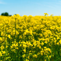 Yellow Rape Flower seeds for Planting - Fragrant Blossoms, Heirloom & GMO Free Seeds for Home Garden