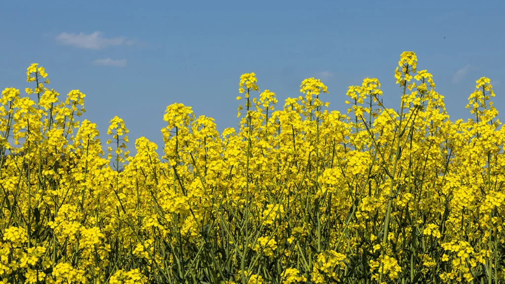 Rapeseed Flower seeds for Planting - Sun Loving, Heirloom & GMO Free Seeds for Home Garden