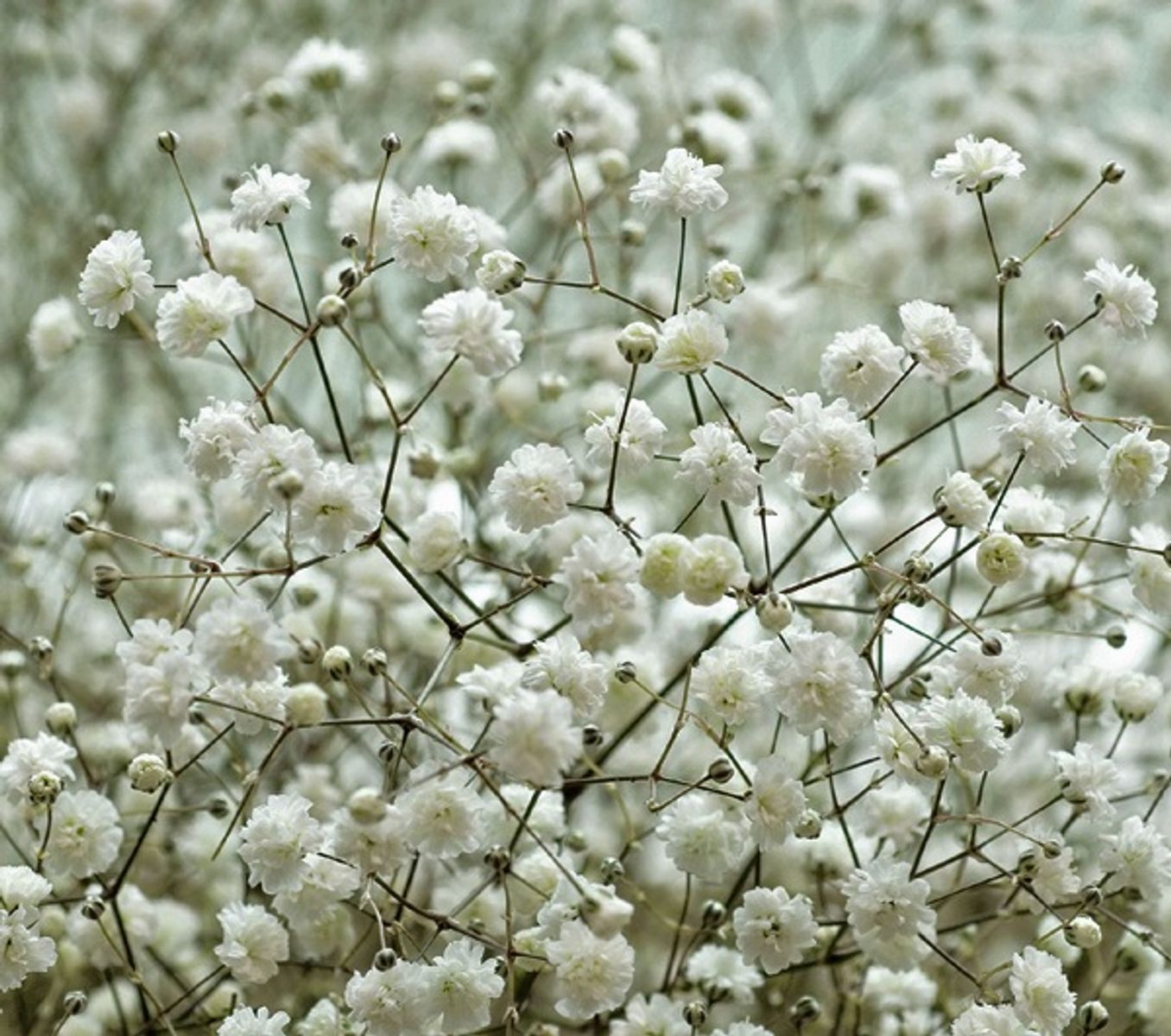 Gypsophila Paniculata Flower seeds for Planting - Long Bloom Season, Heirloom & GMO Free Seeds for Home Garden