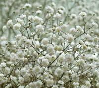 Gypsophila Paniculata Flower seeds for Planting - Long Bloom Season, Heirloom & GMO Free Seeds for Home Garden