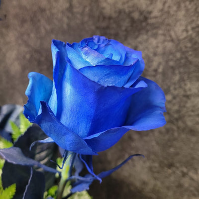 100 Pcs