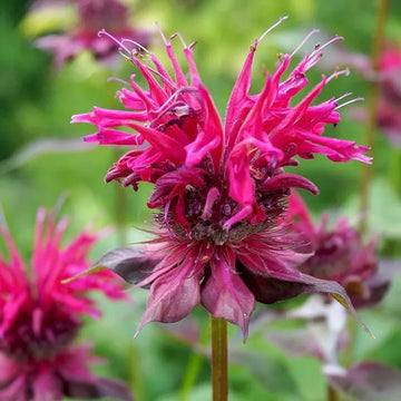 Pink Monarda Flower seeds for Planting - Vibrant Colors, Heirloom & GMO Free Seeds for Home Garden