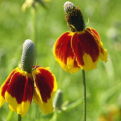 Mexican Hat Flower seeds for Planting Drought Tolerant Heirloom & GMO Free Seeds for Home Garden