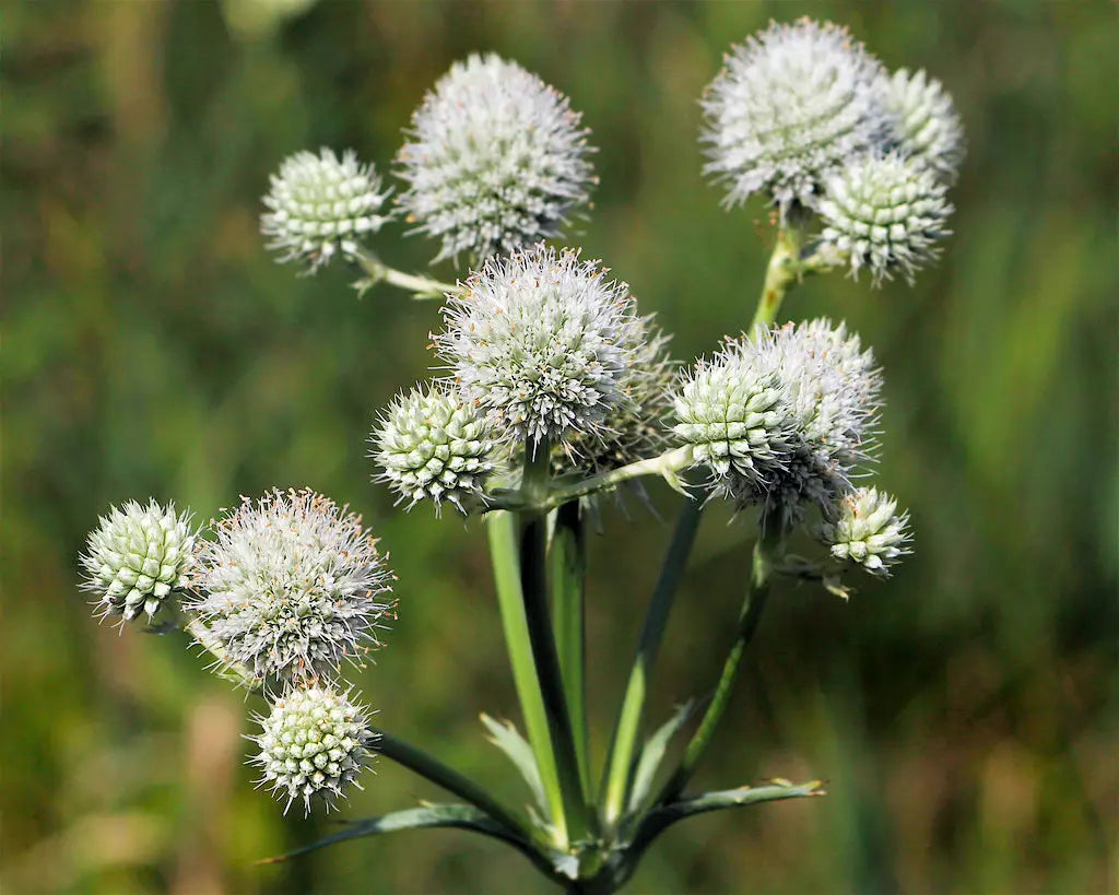 White Rattlesnake Master Flower seeds for Planting - Colorful Display, Heirloom & GMO Free Seeds for Home Garden