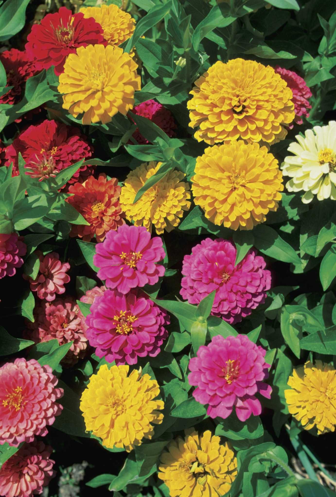 Purple Yellow Zinnia Flower seeds for Planting Long Bloom Season Heirloom & GMO Free Seeds for Home Garden