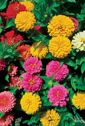 Purple Yellow Zinnia Flower seeds for Planting Long Bloom Season Heirloom & GMO Free Seeds for Home Garden