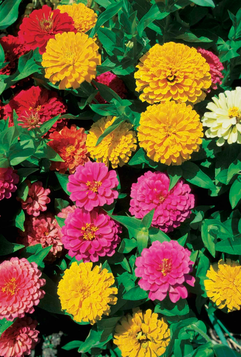 Purple Yellow Zinnia Flower seeds for Planting Long Bloom Season Heirloom & GMO Free Seeds for Home Garden