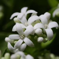 Sweet Woodruff Flower seeds for Planting Low Maintenance Heirloom & GMO Free Seeds for Home Garden