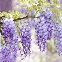 Violet Wisteria Flower seeds for Planting Hardy Variety Heirloom & GMO Free Seeds for Home Garden 
 
 Sale