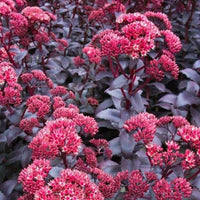 Sedum Emperors Flower seeds for Planting - Fragrant Blossoms, Heirloom & GMO Free Seeds for Home Garden