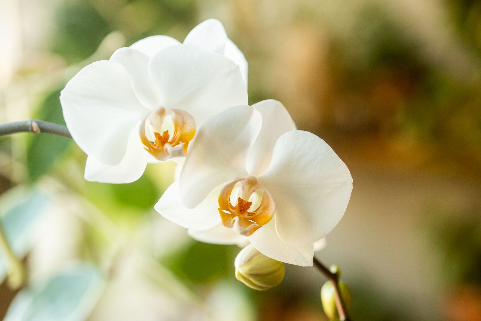 Phalaenopsis Orchid Flower seeds for Planting - Bright Blooms, Heirloom & GMO Free Seeds for Home Garden