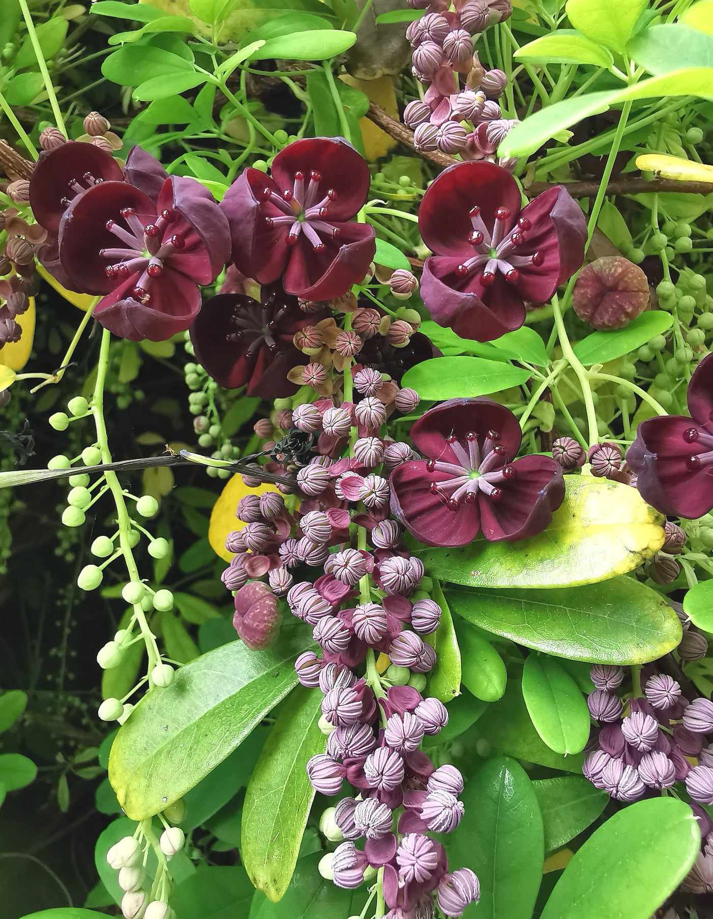 Chocolate Clematis Flower seeds for Planting - Perfect for Borders, Heirloom & GMO Free Seeds for Home Garden