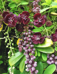 Chocolate Clematis Flower seeds for Planting - Perfect for Borders, Heirloom & GMO Free Seeds for Home Garden