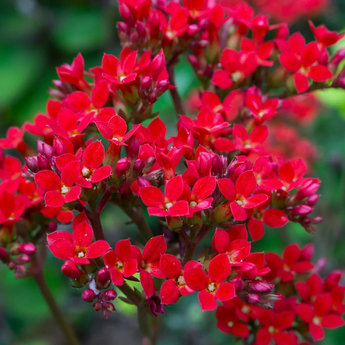 Red Kalanchoe Flower seeds for Planting Colorful Display Heirloom & GMO Free Seeds for Home Garden
 
 Sale