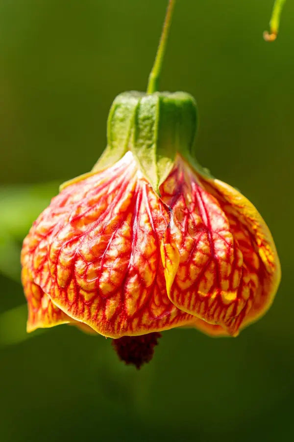 Abutilon Bellvue Flower seeds for Planting - Drought Tolerant, Heirloom & GMO Free Seeds for Home Garden