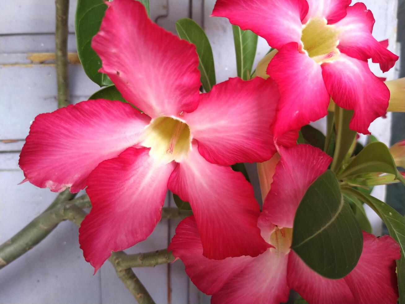 Adenium Obesum Flower seeds for Planting - Pollinator Friendly, Heirloom & GMO Free Seeds for Home Garden