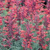 Red Agastache Heather Queen Non-GMO Seeds for Planting