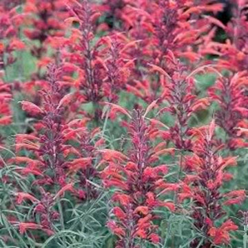 Red Agastache Heather Queen Non-GMO Seeds for Planting