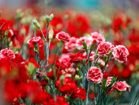 Carnation Flower seeds for Planting Pollinator Friendly Heirloom & GMO Free Seeds for Home Garden