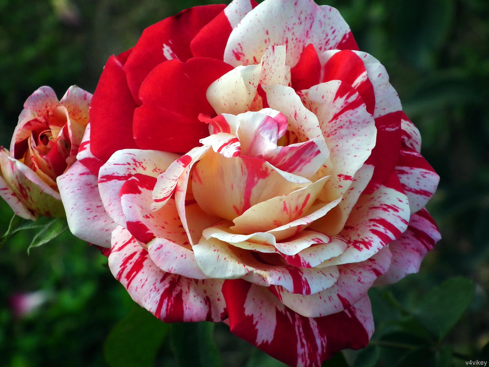 Red and White Rose Flower seeds for Planting Fragrant Blossoms Heirloom & GMO Free Seeds for Home Garden 
 
 Sale